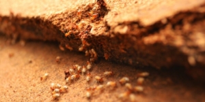 termite inspection